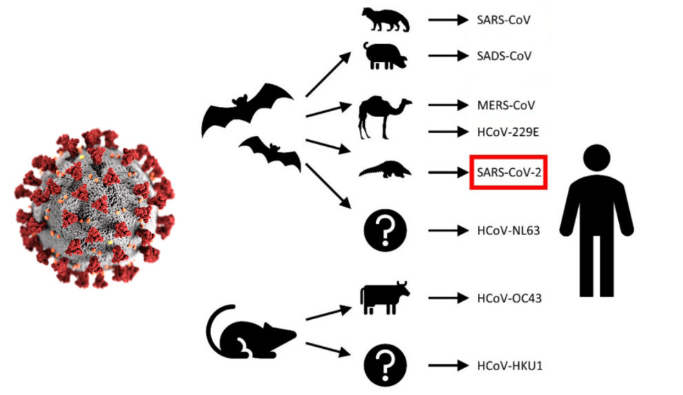 Coronavirus (Covid-19) Cycle